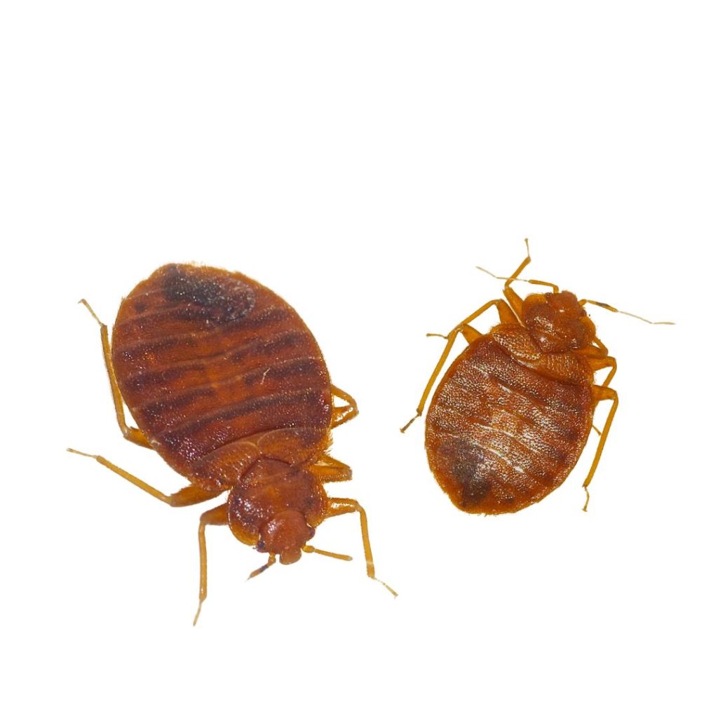 pest control service