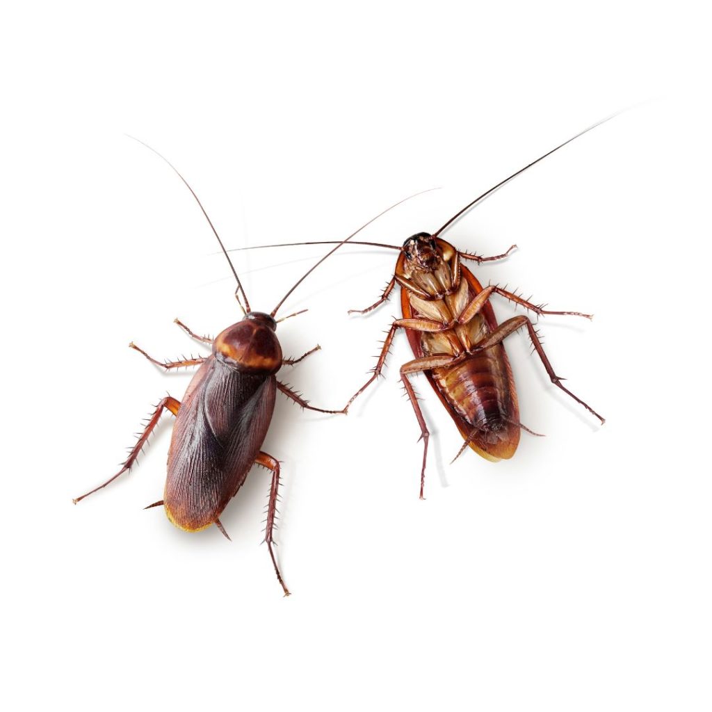 pest exterminator