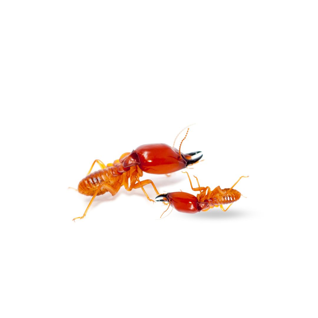 exterminator services